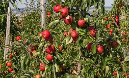 В Орловской области планируют заложить 116 га плодовых и ягодных насаждений