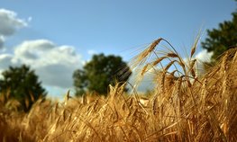Регионы довели до аграриев 66,5 % федеральных субсидий