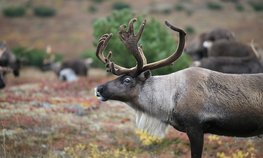 Хабаровские оленеводы получат краевые субсидии