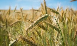 Регионы довели до аграриев 73,4 % федеральных субсидий