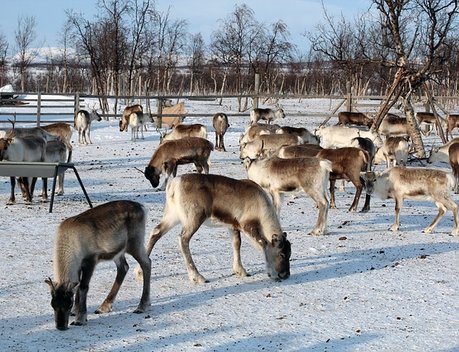 Пять ямальских оленеводов получили гранты на развитие