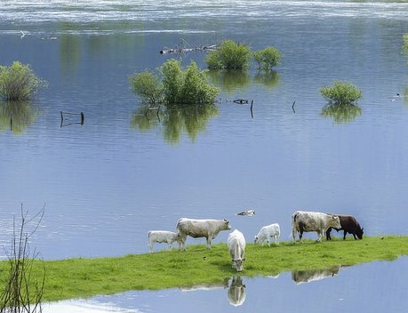 Более 420 млн рублей выплатят аграриям ЕАО в качестве компенсации ущерба из-за паводка