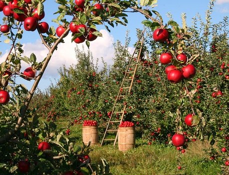 Более 860 млн рублей направлено на развитие садоводства на Кубани