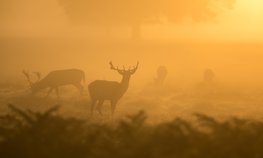 Россельхозбанк готов содействовать повышению продовольственной самообеспеченности Якутии и реализации уникального потенциала ее АПК