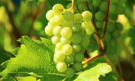 Государственная Дума поддержала законопроект о виноделии