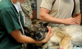 Красноярские ветеринары получат подъемные для обустройства на селе