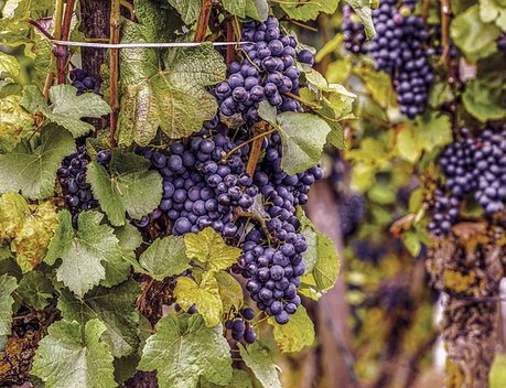 На Дону выделят 37 млн рублей на развитие виноградарства