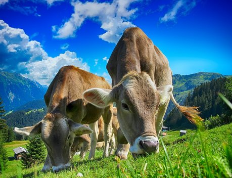 В Краснодарском крае господдержка животноводства увеличится до 2 миллиардов рублей