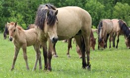 В Республике Татарстан на разведение лошадей татарской породы выделят 5 миллионов рублей
