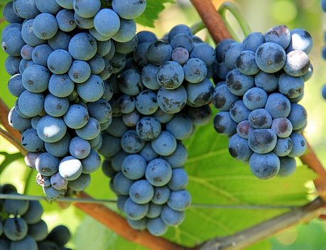Господдержка виноградарства в Крыму составит 490 млн рублей
