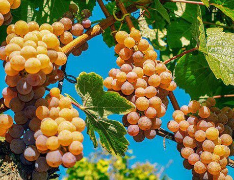 В Крыму распределили первые в этом году субсидии на развитие виноградарства