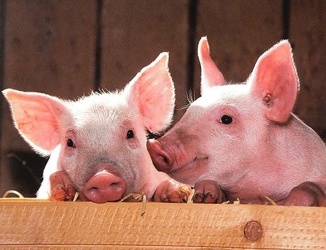 АО СК «РСХБ-Страхование» обеспечило страховой защитой новейший свинокомлекс ГК «Агроэко»