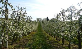 Почти 205 млн рублей субсидий доведено крымским аграриям