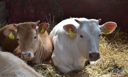Нижегородским сельхозтоваропроизводителям доведено 850 млн рублей субсидий