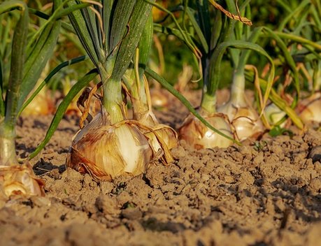Объем господдержки растениеводства в Челябинской области в 2020 году вырастет на 9 %