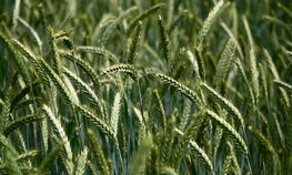 Регионы довели до аграриев 14,1 % федеральных субсидий