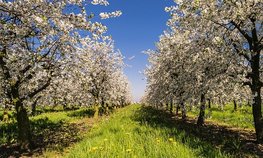Крымским аграриям перечислено более полумиллиарда рублей господдержки