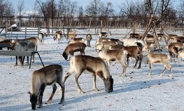 Ямальские аграрии получат гранты на развитие оленеводства, рыболовства и аквакультуры