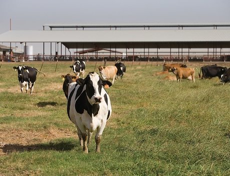 Аграрии Чувашии получат дополнительную поддержку при строительстве молочных ферм