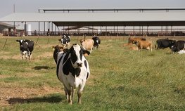 Аграрии Чувашии получат дополнительную поддержку при строительстве молочных ферм