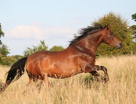 АО СК «РСХБ-Страхование» запустило новую программу по страхованию лошадей