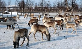 В Якутии молодых оленеводов поддержат выплатами на приобретение жилья