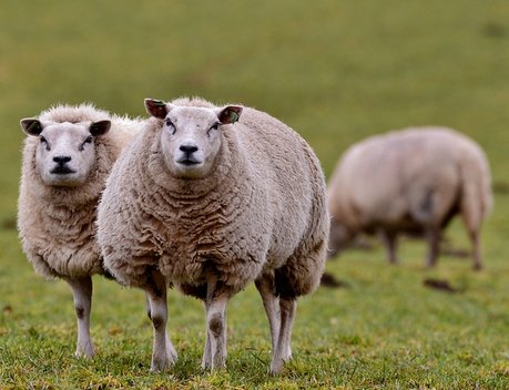 Ставрополье увеличило поддержку на производство овечьей шерсти