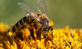 В Госдуму внесен законопроект о развитии пчеловодства