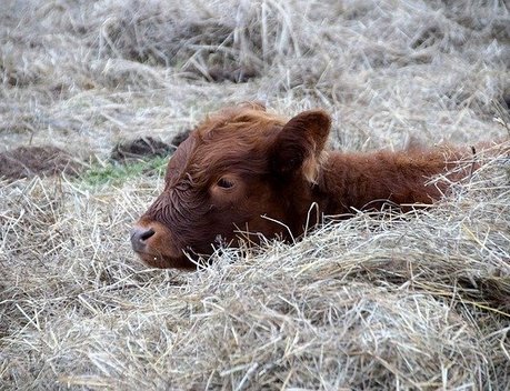 В Челябинской области распределили гранты «Агростартап»