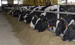 Хабаровские фермеры получат 61,5 млн рублей на создание семейных ферм