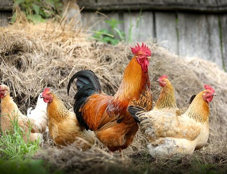 АО СК «РСХБ-Страхование» застраховало поголовье птицы холдинга «Агросила» более чем на 685 миллионов рублей