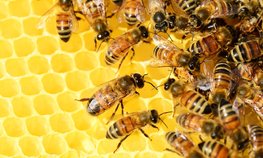 Минсельхоз России разрабатывает меры поддержки пчеловодства