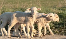 Овцеводы Хакасии получат субсидию за сданную баранину