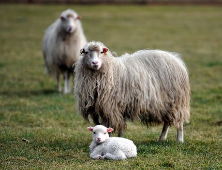 Овцеводам Забайкалья увеличат господдержку на реализованную шерсть