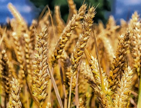 Экспорт продукции АПК в I полугодии увеличился на 18 % и превысил 13 млрд долларов