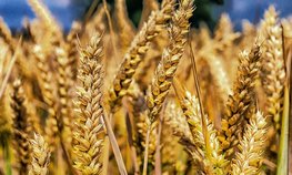 Экспорт продукции АПК в I полугодии увеличился на 18 % и превысил 13 млрд долларов