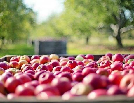 В 2020 году российские аграрии соберут порядка 1 млн тонн плодов и ягод