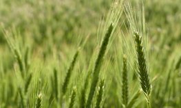 В Башкирии вырастет господдержка агрострахования в области растениеводства