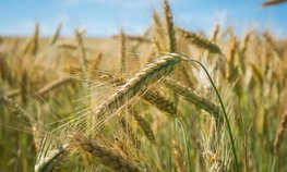 НСА: под урожай 2020 года охват сельхозкультур страхованием увеличился на 2 млн га, прирост составил 59 %