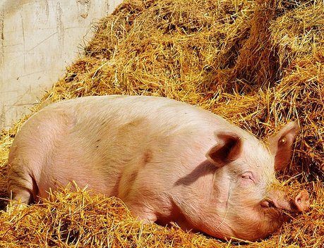 АО СК «РСХБ-Страхование» застраховало поголовье свиней ООО «Прибалтийская мясная компания три» на 139 млн рублей