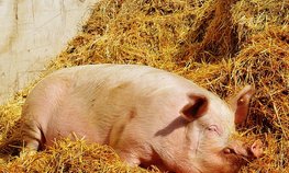 АО СК «РСХБ-Страхование» застраховало поголовье свиней ООО «Прибалтийская мясная компания три» на 139 млн рублей