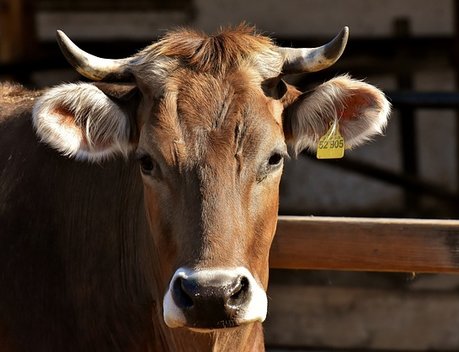 Нулевой НДС при продаже и импорте племенного скота могут продлить