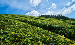 В Краснодарском крае урожай чая вырос на 17 %
