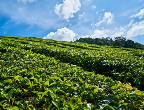 В Краснодарском крае урожай чая вырос на 17 %