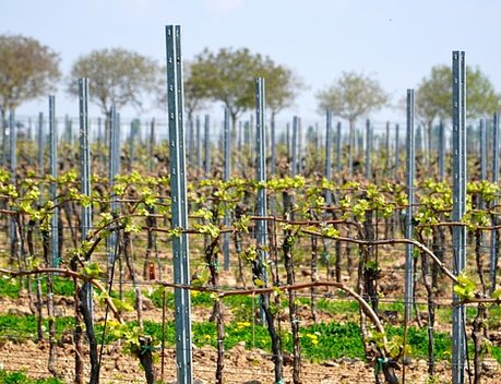 В Севастополе с начала года заложено около 500 га виноградников
