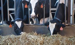 АО СК «РСХБ-Страхование» застраховало крупный рогатый скот ведущего молочного хозяйства Калужской области на 548 млн рублей