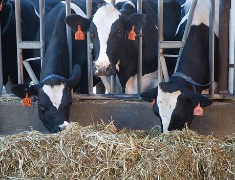 АО СК «РСХБ-Страхование» застраховало крупный рогатый скот ведущего молочного хозяйства Калужской области на 548 млн рублей