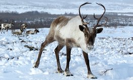 Около 300 млн рублей направят на поддержку оленеводства в Камчатском крае