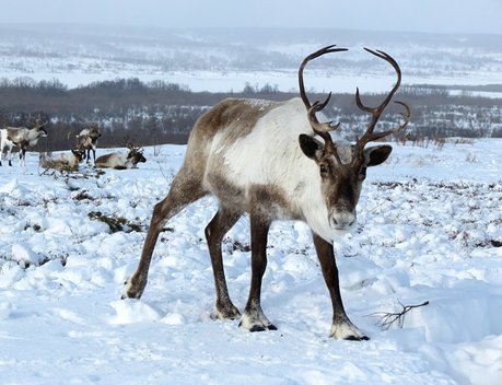 Около 300 млн рублей направят на поддержку оленеводства в Камчатском крае