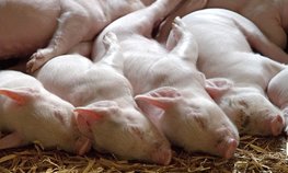 АО СК «РСХБ-Страхование» застраховало свыше 20 тыс. голов сельскохозяйственных животных ООО «Репродуктивно-Откормочный Свинокомплекс «Бекон»